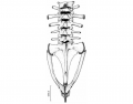 Frog Skeleton - Vertebral Column