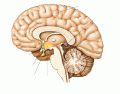 [Your Game Name]Brain Structures Relevant to Endocrine
