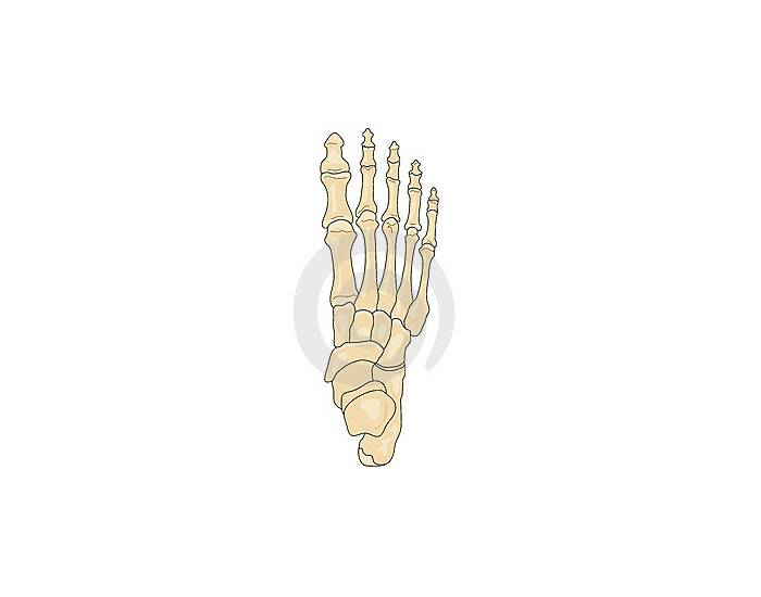 Anatomy of the foot Quiz