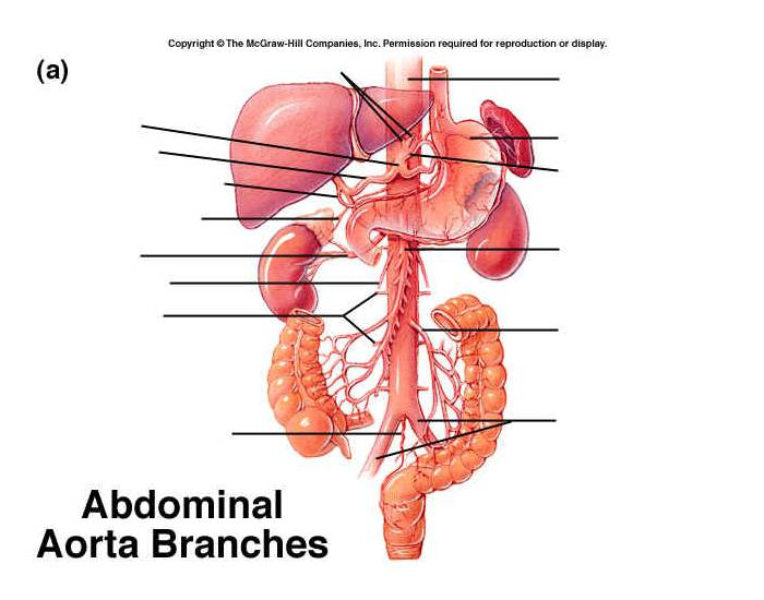 arteries of the abdominal and pelivic region Quiz