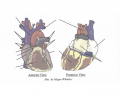 External Heart Anatomy