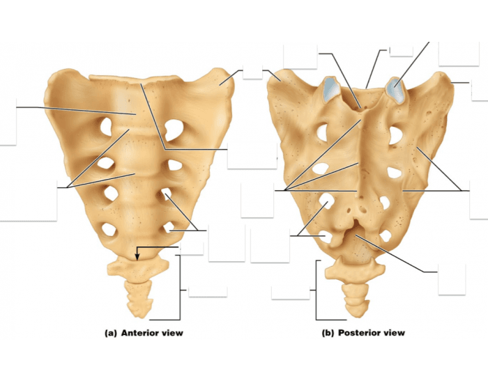 Kuyukot Coccyx — Printable Worksheet