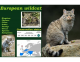 European wildcat (Felis silvestris silvestris)