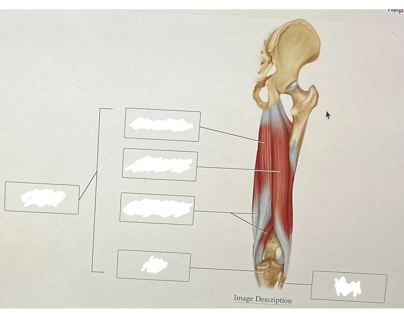 Tighter View Posterior view of the tight- muscle — Printable Worksheet