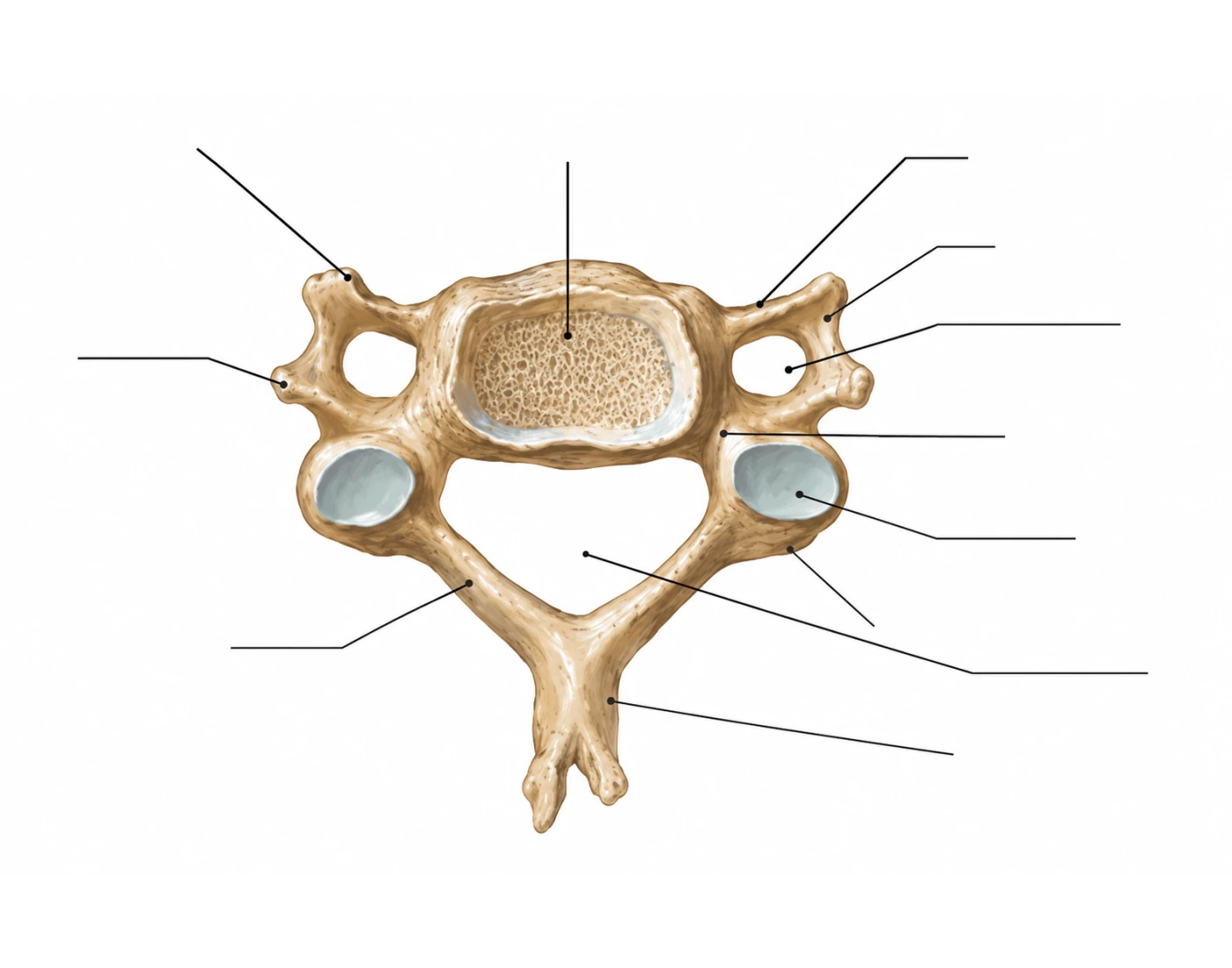 Lymph System Worksheet Typical Cervical Vertebrae Landmarks — Printable Worksheet