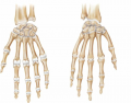 THS Anatomy Bones of the Hand