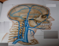 Major Veins of the brain, head, neck