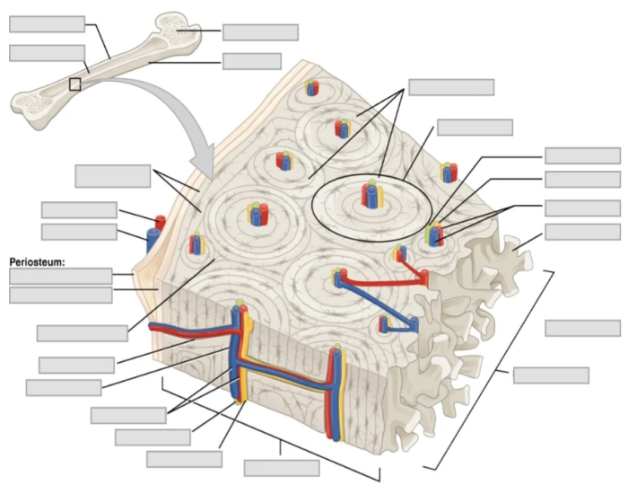 Science Test Structures Compact bone structure Quiz