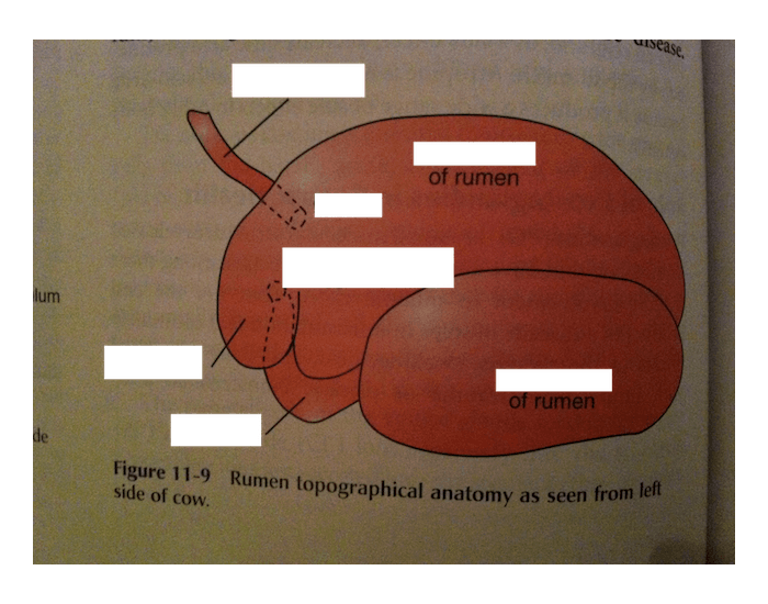 Radiography Rumen Rumen Topographical Anatomy as Seen From Left Quiz