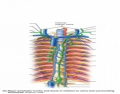 Major lymphatic trunks and ducts