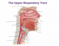 Structures of the upper respiratory tract