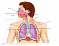 Labeling the major respiratory organs