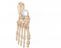 THS Anatomy Bones of the Foot