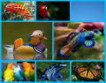 Top 7 Most Colorful Animals
