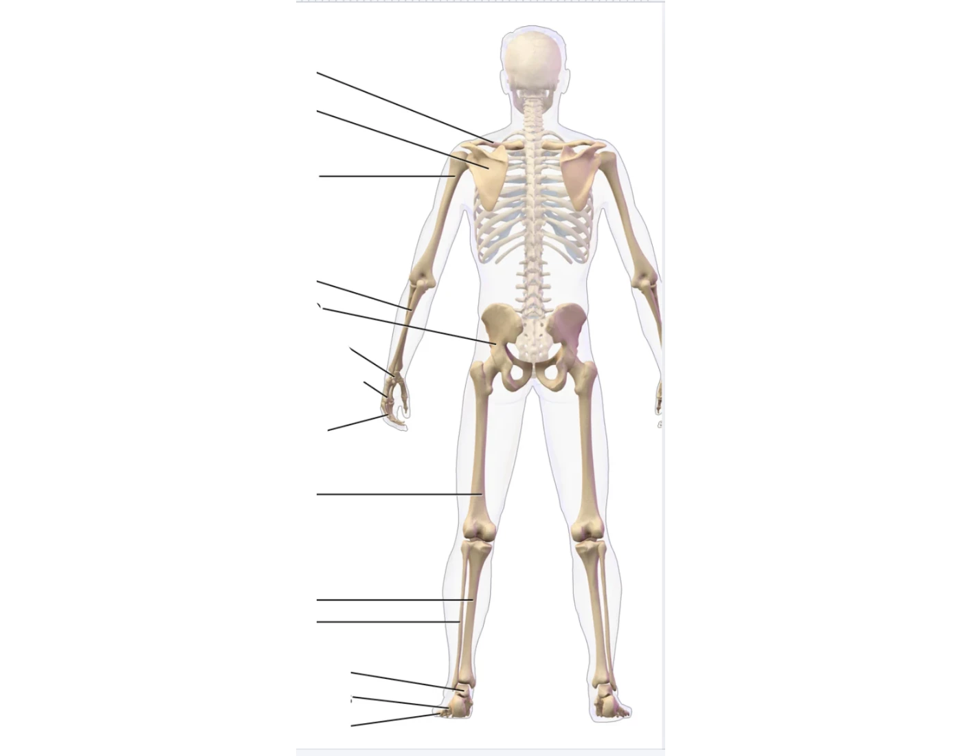 Digective System Worksheet appendicular bone anatomy BACK — Printable Worksheet