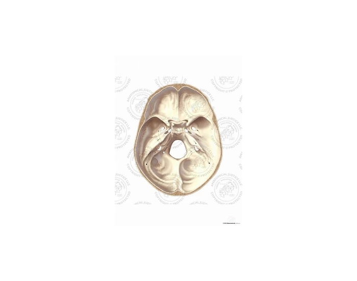 Spy Math Games Interior/Superior view of Human Bone Quiz