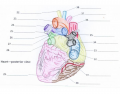 Heart Anatomy 3