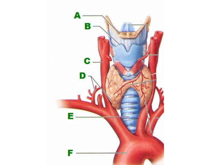 Leftside Of Thyroid Gland Printable Worksheet leftside-of-thyroid-gland-printable-worksheet