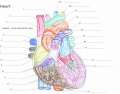 Heart Anatomy 1