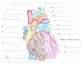 Heart Anatomy 2