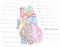 Heart Anatomy 2