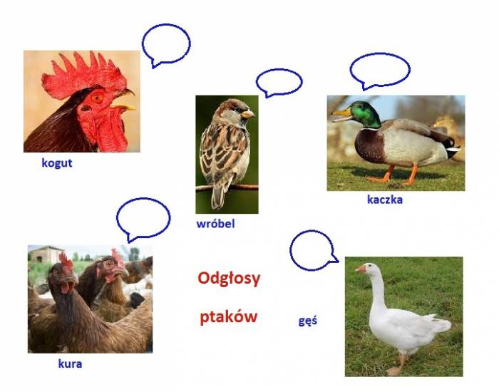 Polish vocabulary - Bird sounds Quiz