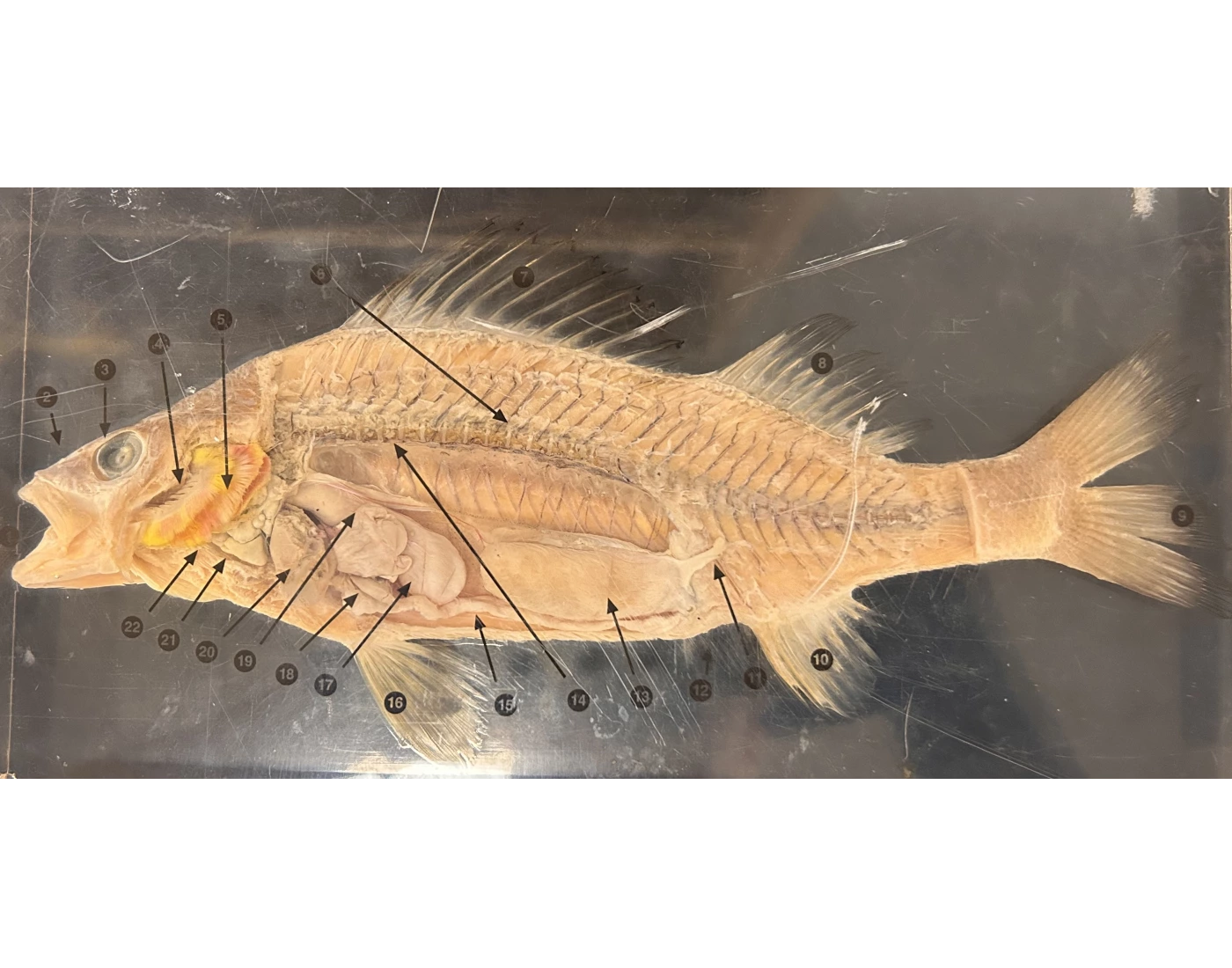 Speciment 13 Perch Anatomy real specimen — Printable Worksheet