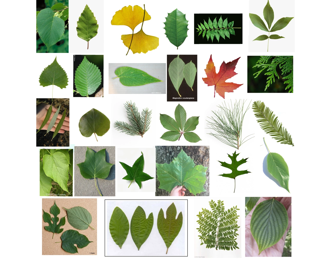 Leaf Variations Botany - Leaf Identification — Printable Worksheet