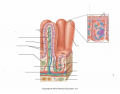 Structural modifications of the small intestine 1