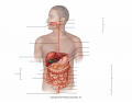 Alimentary canal and related accessory digestive organs