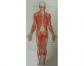 Appendicular muscles
