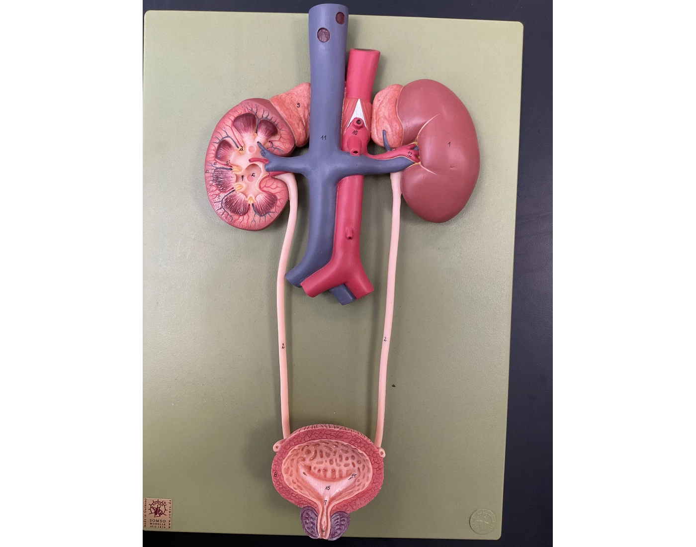 Digective System Worksheet Urinary organ Quiz