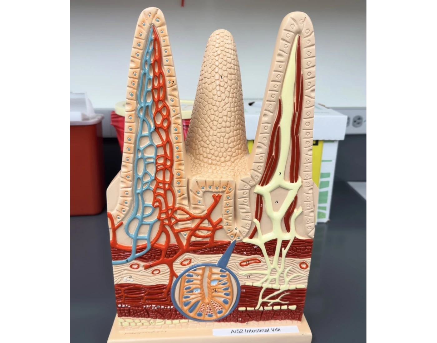 Different Intestines Intestine Quiz
