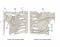 Earth Rotation Adding Day Pectoral Girdle (Module 6, Ch 8 anatomy) Quiz