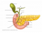 Pancreas Duodenum Gallbladder Labeling