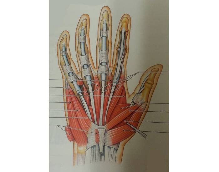 Intrinsic muscles of the hand Quiz Biology Diagrams