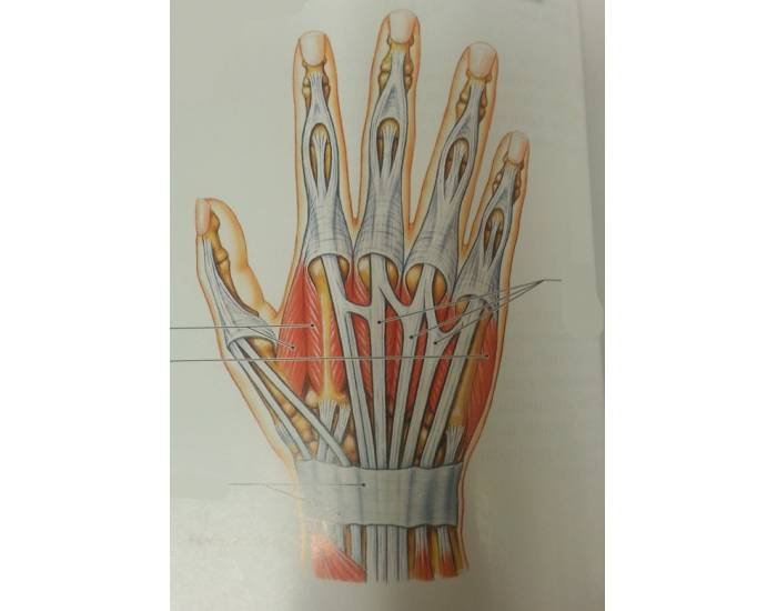 Intrinsic muscles of the hand II Quiz Biology Diagrams