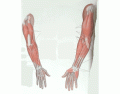 Muscles that move the forearm and hand