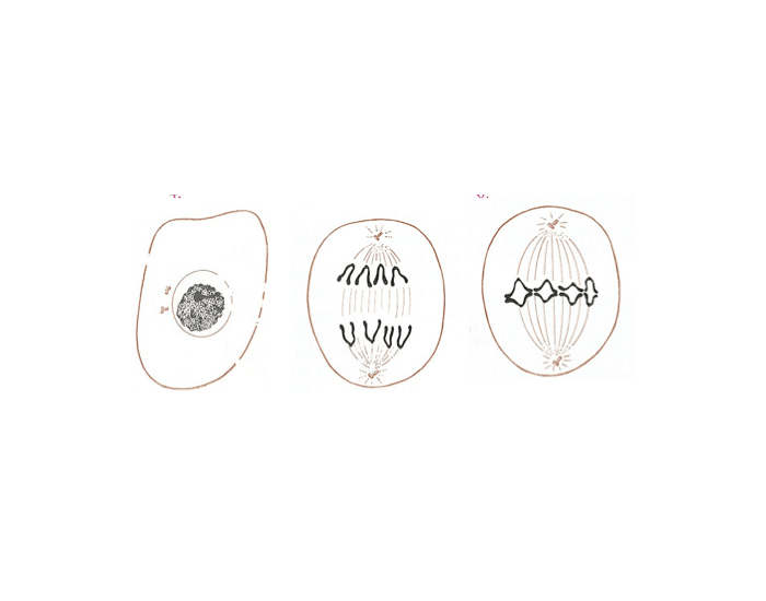 Stages of Anaphase + Interphase Quiz