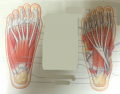 The intrinsic muscles of the foot