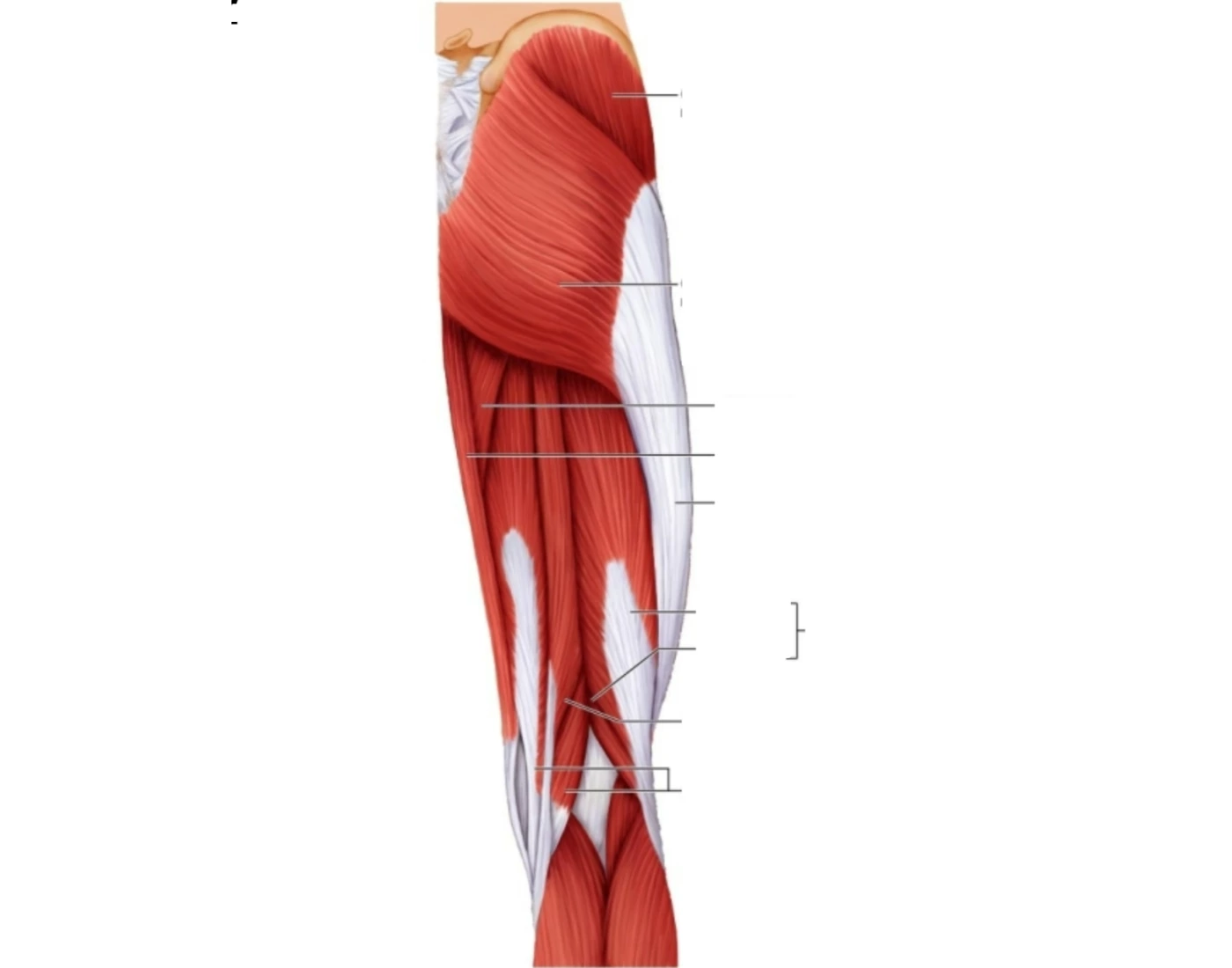 Labelling A Muscle muscles of posterior hip and thigh Quiz