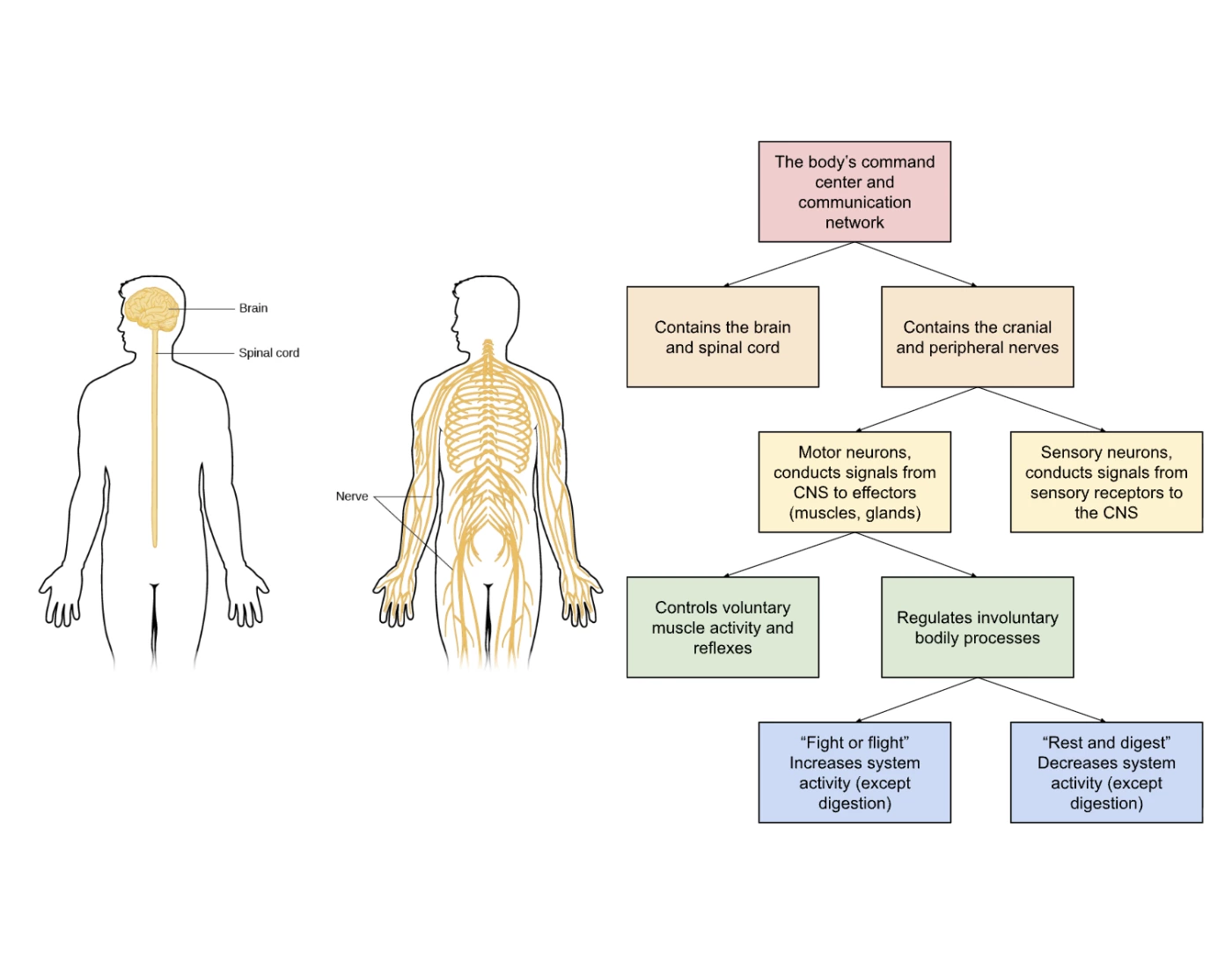 Lymph System Worksheet Nervous System Division Functions — Printable Worksheet