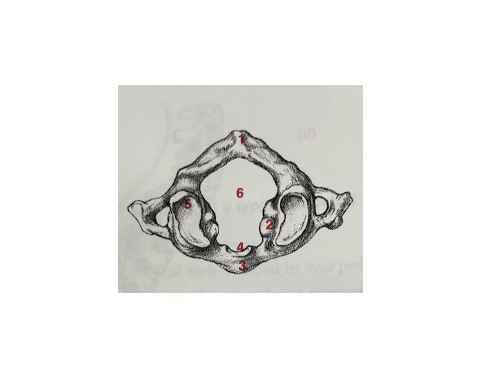 Digective System Worksheet first cervical vertebra — Printable Worksheet