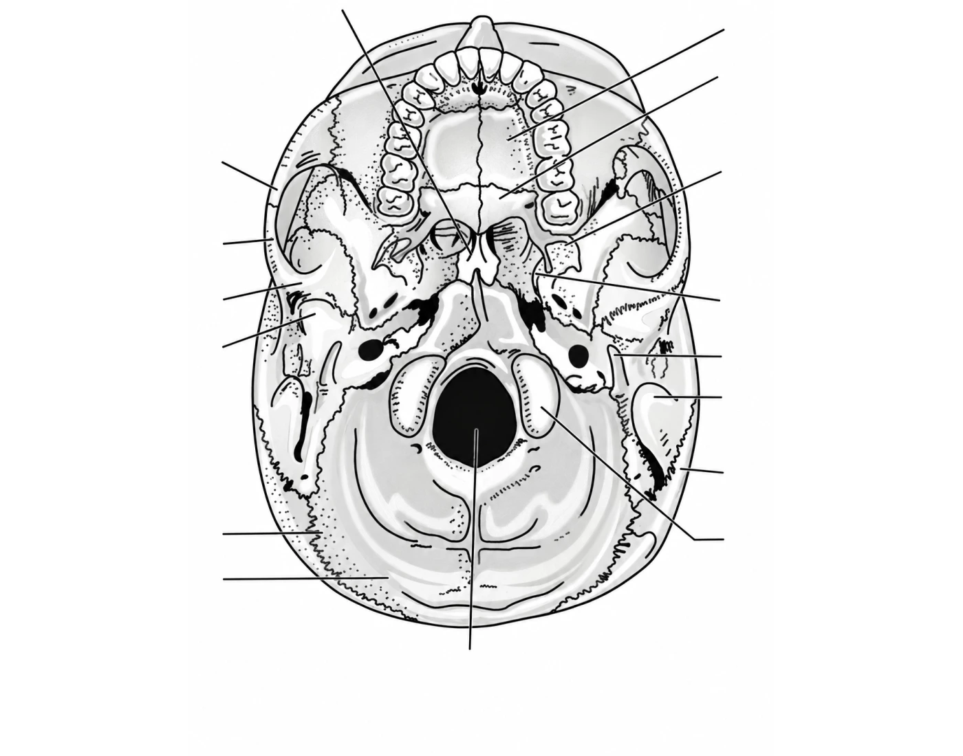 Digective System Worksheet Inferior Skull Landmarks — Printable Worksheet