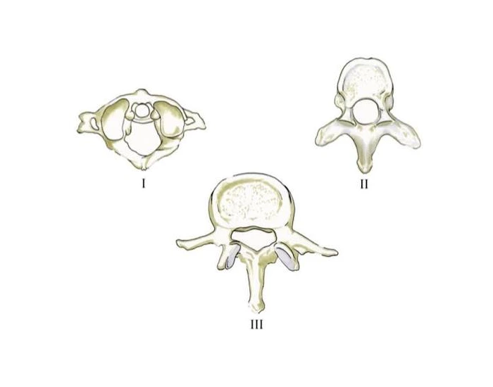Three Column Worksheet 3 Types of the Spinal Column Landmarks — Printable Worksheet