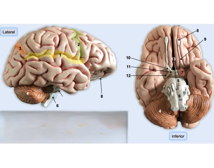Brain Game Model Inferior - Lateral Brain Model #1 — Printable Worksheet