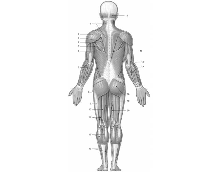 Muscles II Quiz