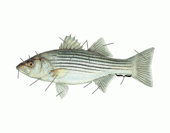 External Anatomy of a fish