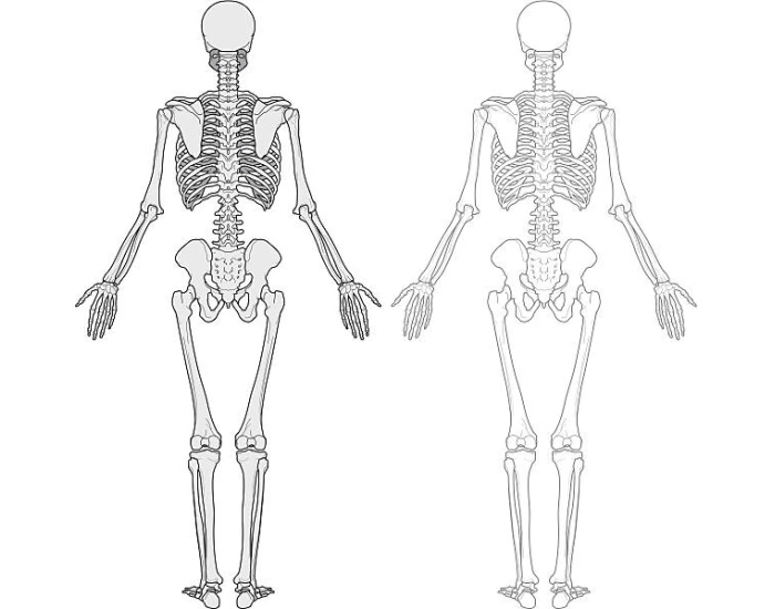 Free Bone Pattern full body (2) bones anatomy — Printable Worksheet