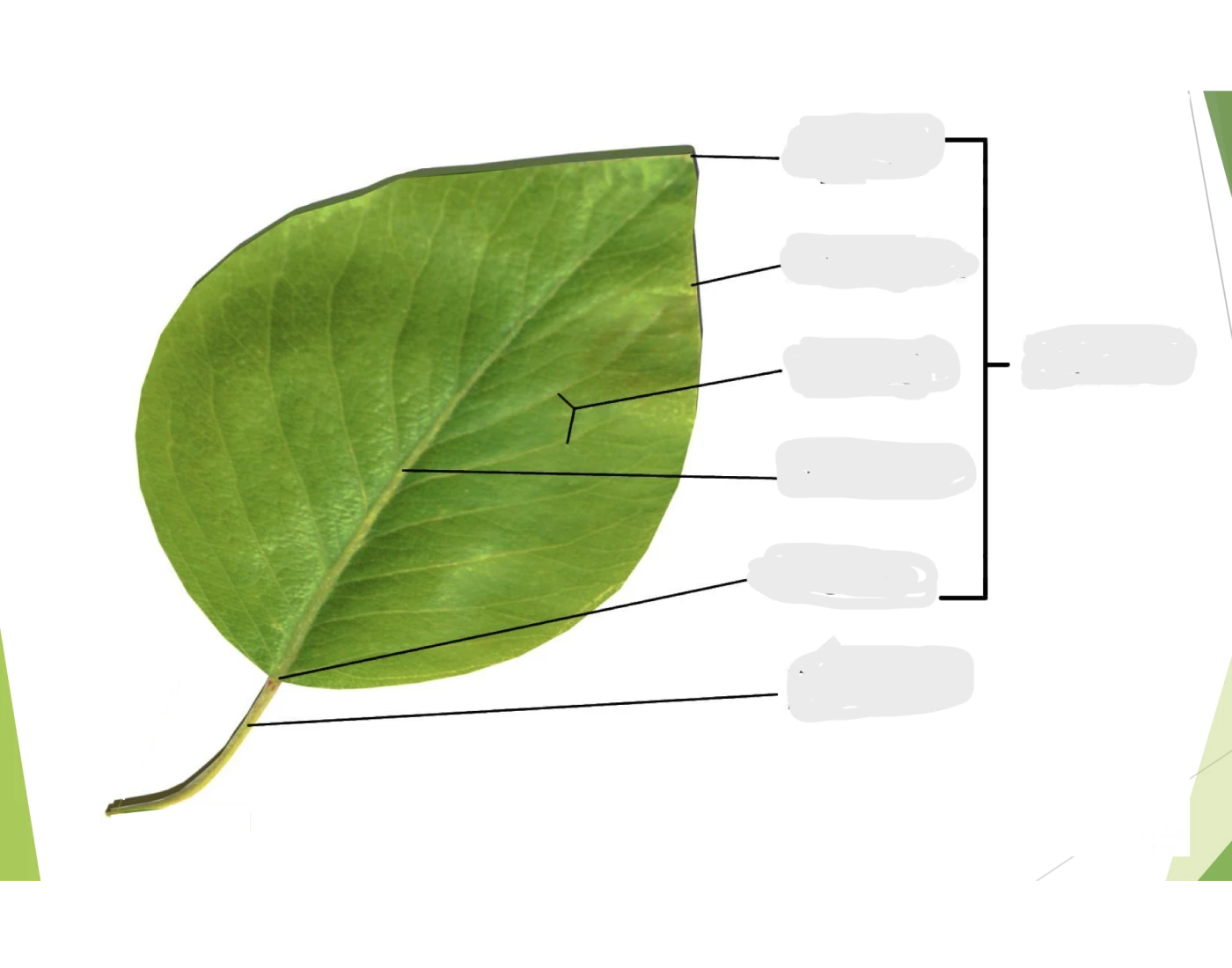 Simple Leaf Cell Simple Leaf Quiz